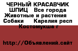 ЧЕРНЫЙ КРАСАВЧИК ШПИЦ - Все города Животные и растения » Собаки   . Карелия респ.,Костомукша г.